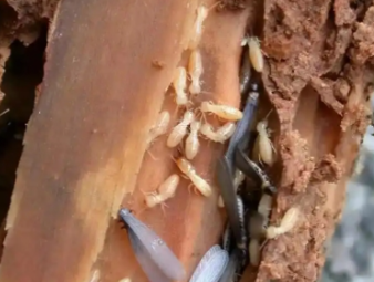 鹤城白蚁防治公司分享实木家居养护：远离白蚁侵蚀，延长家具使用寿命